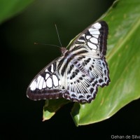 Parthenos sylvia Moore, 1877